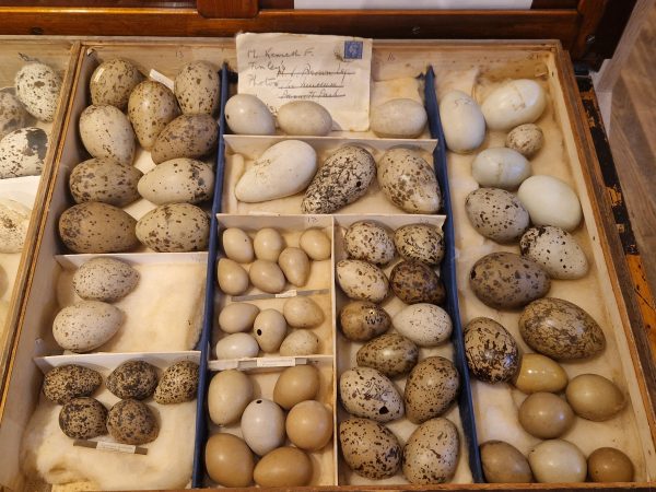 Brown and white speckled bird eggs in a wooden tray with separated compartments. An envelope with old handwritten address sits at the top of the tray amongst the eggs.