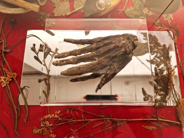 A mumified human hand on a perspex support with a red background and dried herbs around the plinth. 