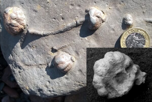 Stone with prominent fossils which look like small mushrooms or garlic bulbs next to a pound coin for scale.  Garlic Stones 